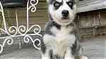 Siberian Husky Puppies - صورة 2