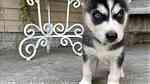 Siberian Husky Puppies - صورة 3