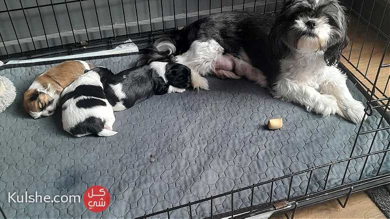 Lovely Shih Tzu puppies for sale - Image 1