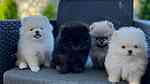 Beautiful Pomeranian puppies - صورة 1