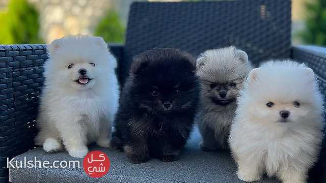 Beautiful Pomeranian puppies - صورة 1