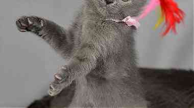 TICA registered Russian Blue kittens For Sale