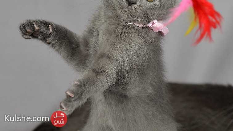 TICA registered Russian Blue kittens For Sale - Image 1