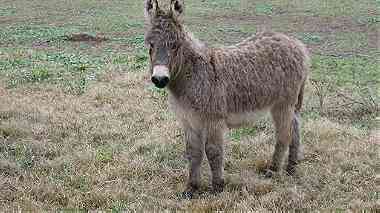 DONKEY FOR SALE