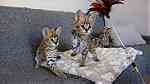 Tica registered  Savannah Kittens for sale - صورة 2