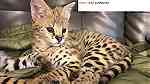 Tica registered  Savannah Kittens for sale - صورة 1