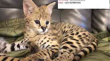 Tica registered  Savannah Kittens for sale