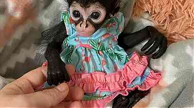 Cute Spider Monkeys for sale
