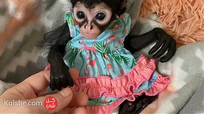 Cute Spider Monkeys for sale - Image 1