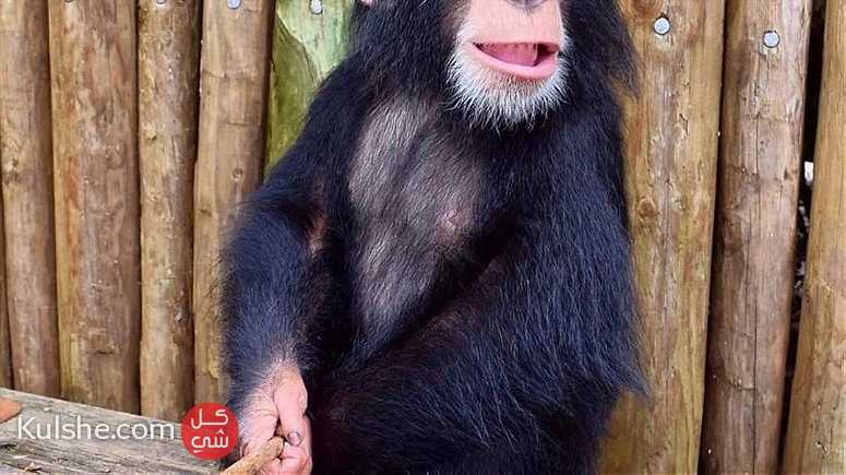 Healthy Chimpanzee Monkeys for Sale - Image 1