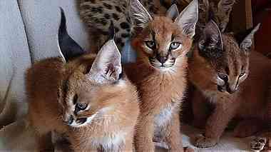 Loving Caracal and Serval Kittens for Sale