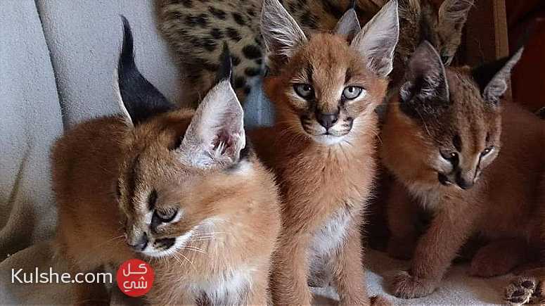 Loving Caracal and Serval Kittens for Sale - صورة 1