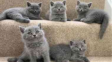 Cute British shorthair kittens for sale