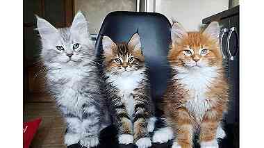 Lovely Maine Coon Kittens for sale