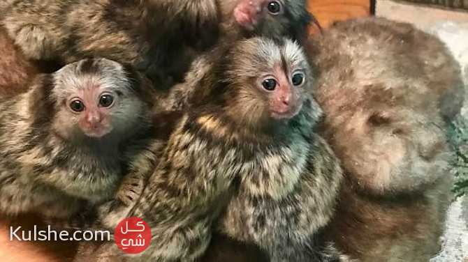 Loving Finger Marmoset Monkeys for sale - Image 1