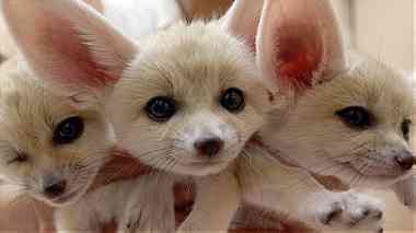 Lovely Registered Fennec fox for sale