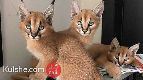 Caracal Kittens for Sale - صورة 1