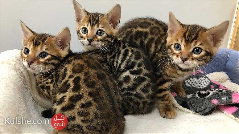 Cute Bengal kittens for sale - صورة 1