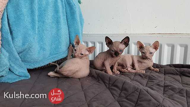 Lovely Sphynx Kittens  for sale - صورة 1