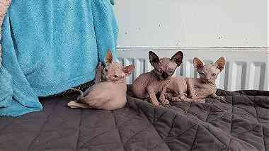 Lovely Sphynx Kittens  for sale
