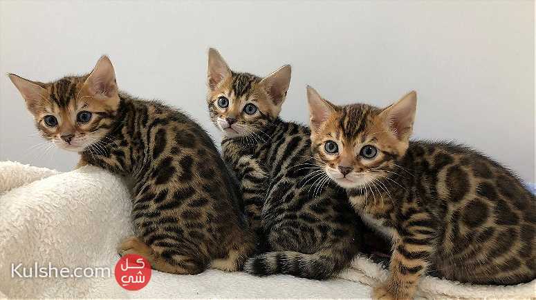 Cute Bengal kittens for sale - صورة 1