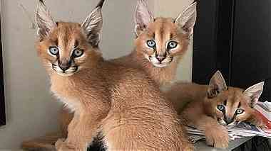 Playful Caracal Kittens for Sale