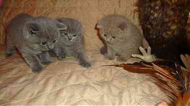 Cute Scottish Fold Kittens sale