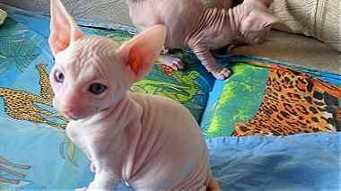 Lovely Sphynx Kittens  for sale