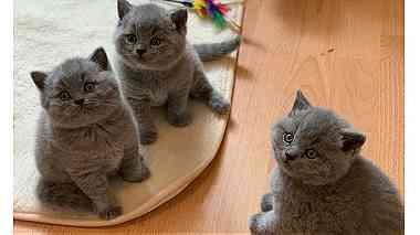 Adorable British shorthair kittens for sale