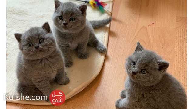 Adorable British shorthair kittens for sale - صورة 1