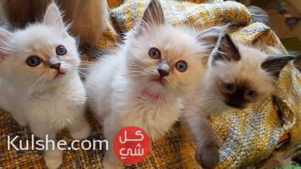 Lovely Ragdoll kittens available for sale - Image 1