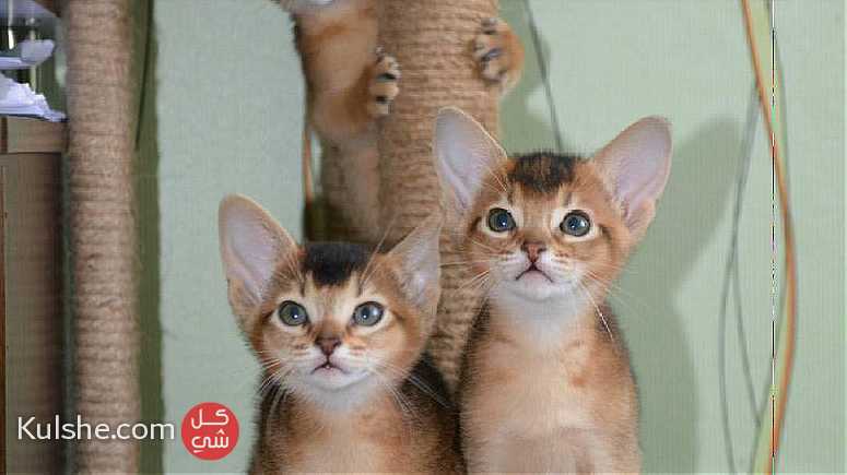 Cute Abyssinian Kittens For Sale - صورة 1