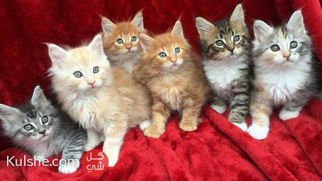 Lovely Maine Coon Kittens for sale - صورة 1