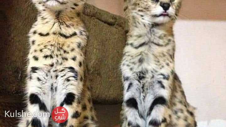 Beautiful Serval Kittens for sale - صورة 1