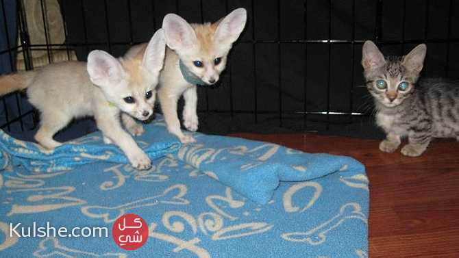 Fennec Foxes for sale - صورة 1