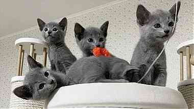 Cut Purebred Russian blue Kittens For sale