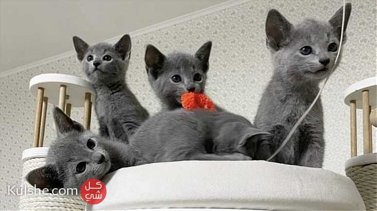 Cut Purebred Russian blue Kittens For sale - صورة 1