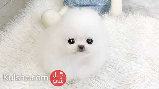 Charming  Teacup Pomeranian puppies available - صورة 1