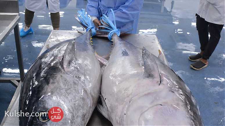مطلوب مستثمر في مجال تصدير الأسماك سلطنه عمان - صورة 1