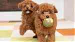 Toy Poodle Puppies Available now for a new home - Image 1