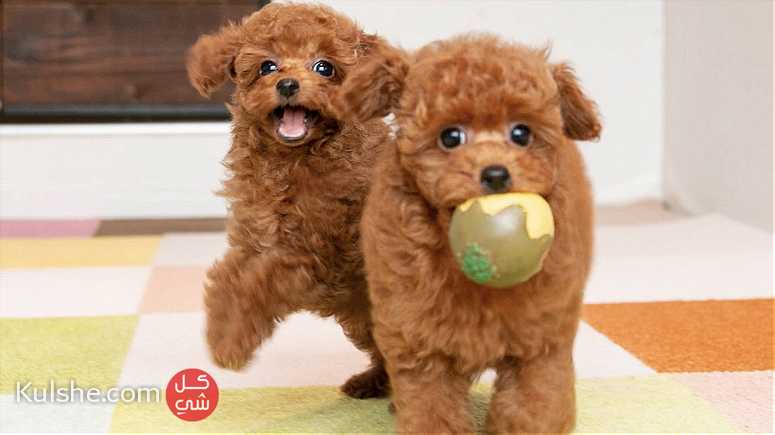 Toy Poodle Puppies Available now for a new home - Image 1