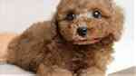 Toy Poodle Puppies Available now for a new home - صورة 2