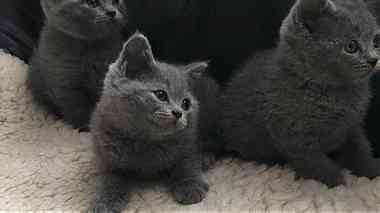British Shorthair Kittens Ready For sale