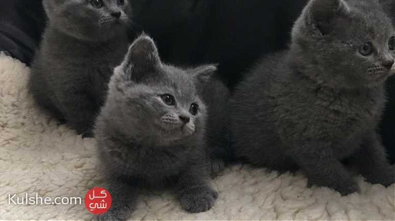 British Shorthair Kittens Ready For sale - صورة 1