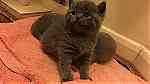 British Shorthair Kittens Ready For sale - صورة 2