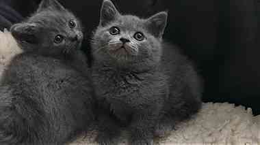 healthy Blue British Shorthair Kittens Available