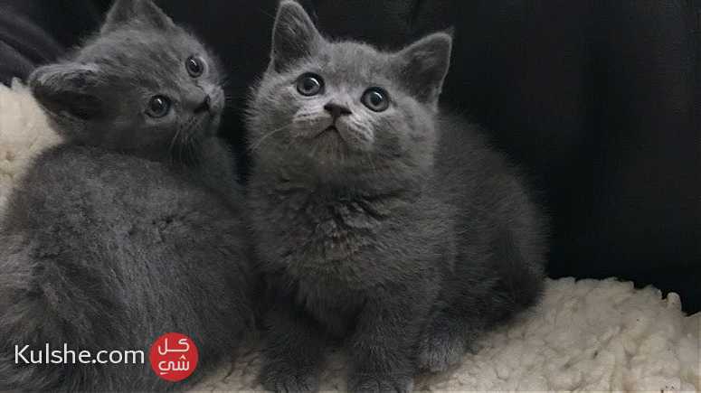 healthy Blue British Shorthair Kittens Available - صورة 1
