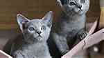 Pure Russian Blue Young Cats for sale - صورة 1