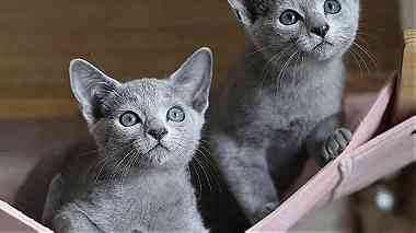 Pure Russian Blue Young Cats for sale