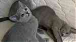 Pure Russian Blue Young Cats for sale - صورة 2